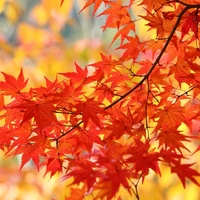 Kazuki Fujii's profile picture