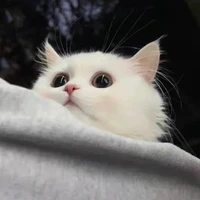 becca_bai's profile picture