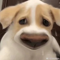 Zou Lexiao's profile picture